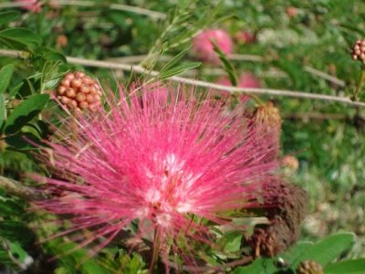 The Kampong, A Beautiful Botanical Garden